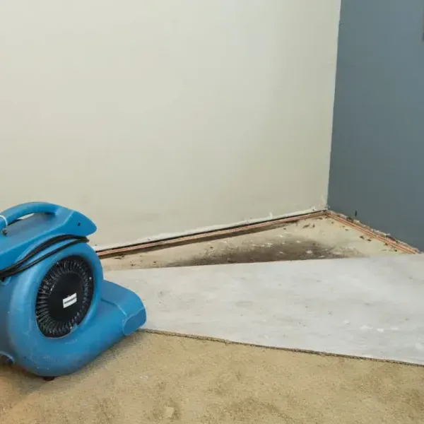 Air mover drying a carpeted room with the carpet pulled back